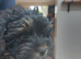 Beautiful yorkipoo puppy's