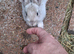Flemish giant rabbits