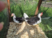 Chicks/ growers different breeds