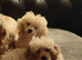 Cavapoo Young Adults  Female and Male, Apricot and Red Super Affectionate Both.