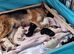 Beautiful litter of GSD puppies for sale
