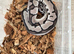 Vpi axanthic clown