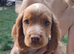 Cocker spaniel pups