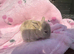 3 babies mini lops