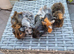 Baby Guinea Pigs Smooth, Crested, Fuzzy and AbbyBeautiful baby boys i have funky coated, crested and smooth in gorgeous colours All friendly, happy a