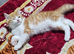 Kittens for sale