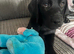 Labrador x Rottweiler