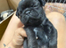 Beautiful full pedigree Pug pups