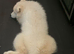 Beautiful Girl Samoyed