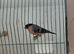 Young Bullfinches coke for sale 2026 for sale