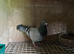 Racing pigeons for sale