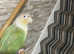 Conure tamed