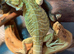 Bearded dragon baby's