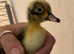 Indian runner duck fertile hatching eggs