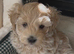 Gorgeous F1 Toy Maltipoo Puppies DNA Health Tested Clear