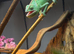 Baby Chameleon Male