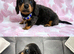 Absolutely stunning mini Daxi pups