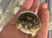 BABY LEOPARD TORTOISES