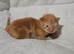 Beautiful ginger kittens
