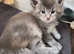Maine coon pedigree kittens