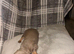 Tiny miniature dachshund