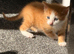 Charlie and Ginger need a loving home