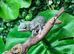 Sambava Male Panther Chameleon at Birmingham Reptiles
