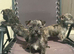 West Highland White cross west highland White x Chihuahua