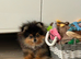 Rkc reg 6month old Pomeranian