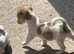 Mini jack Russel pups READY NOW