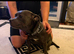 Beautiful blue staffy