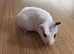 Beautiful Male White with Black Black Left Cheek - Handled Since Birth