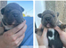 American bully xfrenchy