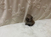 Miniature Pomeranian boys