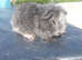 Baby Teddy Guinea pig - Available Now 2 for &pound;70