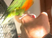 Senegal Parrot hand reared tame adult female