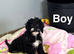 Maggie adorable litter of 3 puppies ready now