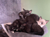 Kittens ready for forever home