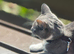 Cat 2 year female grey and white