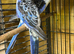 Blue pair of rosellas
