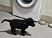 Beautiful Labrador Retriever Puppies