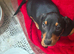 Dachshund