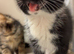 Last lil girl looking for a loving forever home