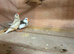 Zebra finches