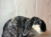 English Lop Doe