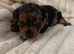 Yorkie/Chihuahua