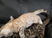 TICA Registered Bengal Kittens – Stunning Colours(3 left)