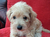F1 Jackapoo Puppies