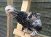 Pure bred Barahma chicks