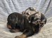 MINI SMOOTH DASCHUNDS READY JULY 8TH